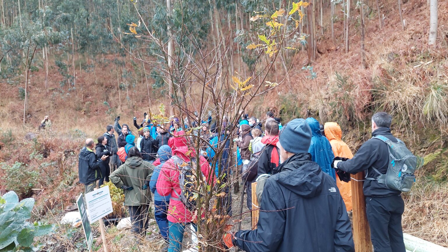 Common Basque Health Problems In the Basque Country, a Forest Rises to Save the Soil and Our Common ...