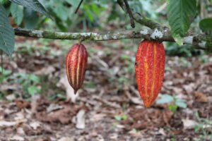 Cultivating Just Resilience: The Chakra Group as a community mechanism for sustainable conservation in Napo