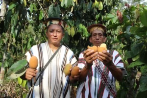 The case of AMARCY: Indigenous co-management model and sustainable cacao production in Pasco, Peru