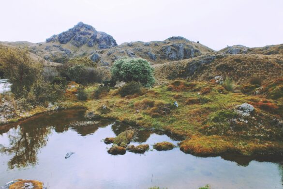 The Just Resilience Action Platform launches new pilot in Azuay to support wetland restoration and community resilience  