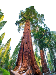 30×30 Initiative: California’s Subnational Model for Biodiversity Action
